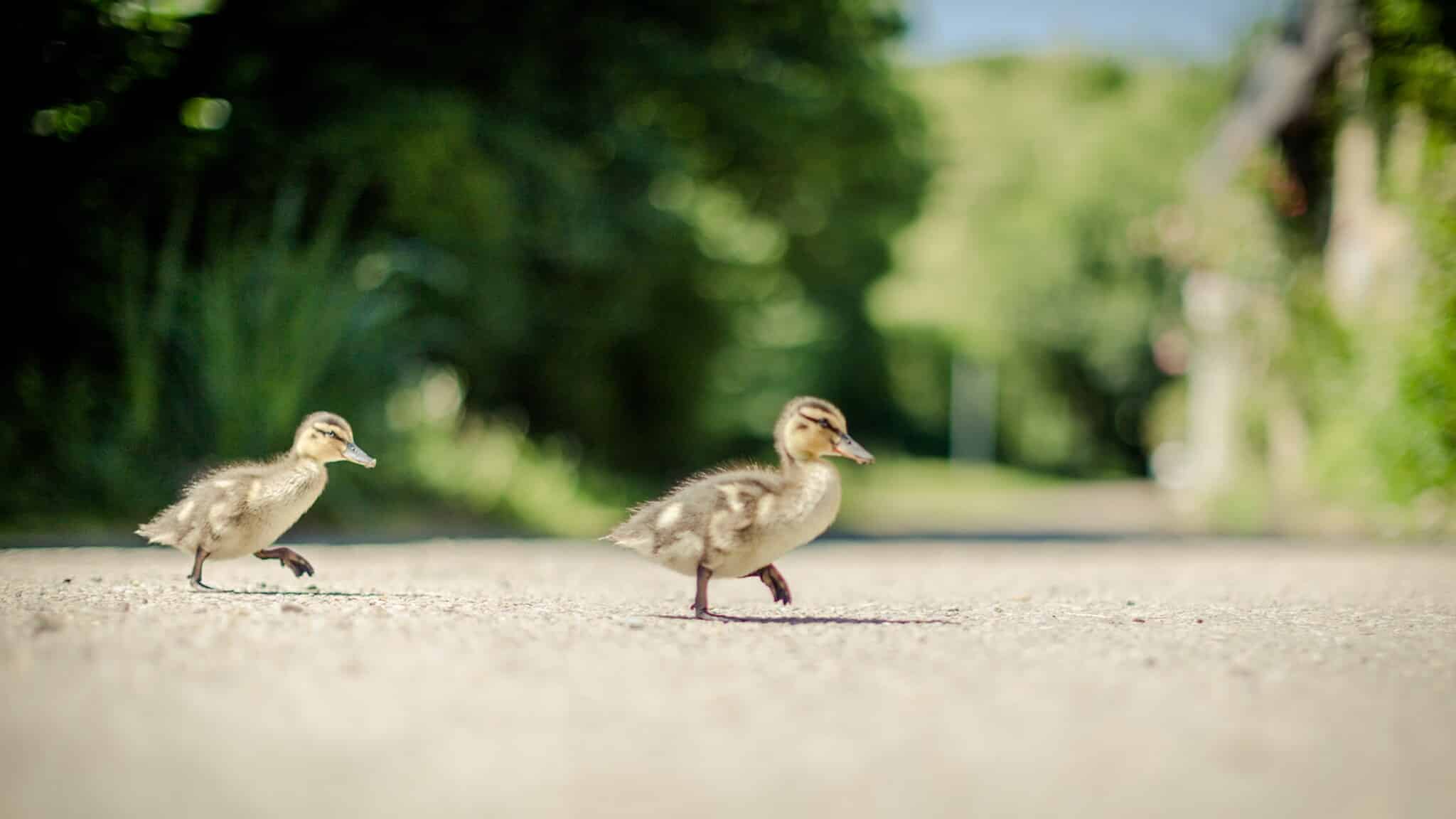 overstekende dieren