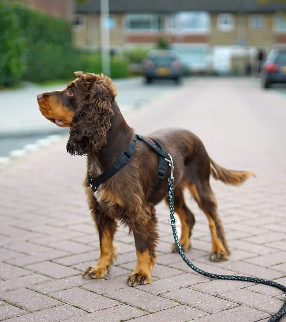 Overstekende hond
